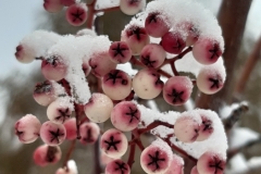 Berries in the frost - Dec 2022