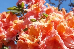 Orange Azalea - Spring 2023