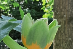 Tulip tree - Liriodendron tulpfera - May 2023