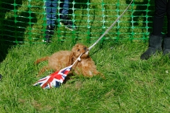 Patriotic Dog Show entrant at Coronation Picnic Party - 7 May 2023